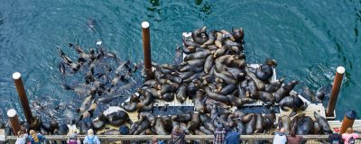 Sea lions near Agate Beach Inn